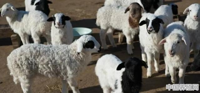 2022创业养羊，风险大吗？能赚钱吗 - 中国养殖网