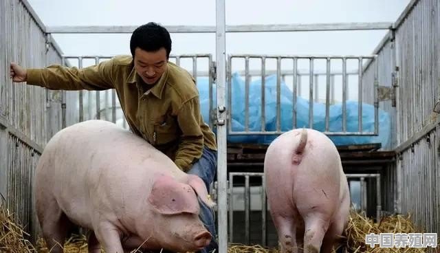 生猪养殖户应该如何养殖 - 中国养殖网