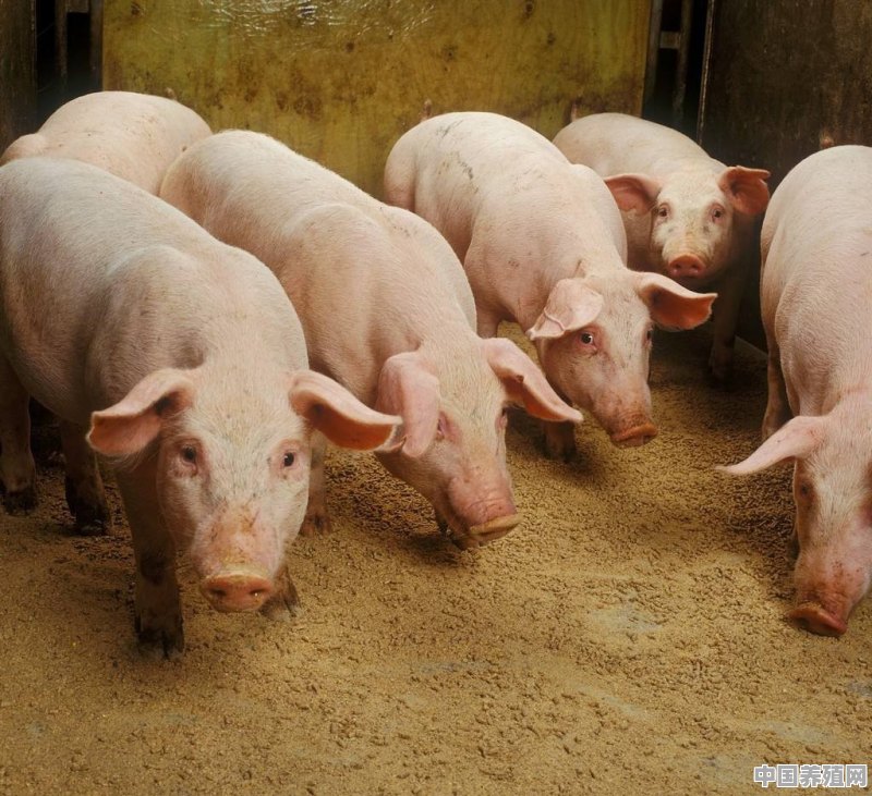 生猪养殖户应该如何养殖 - 中国养殖网