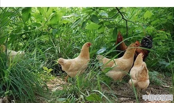 有人说，现在正宗农家土鸡也没有以前的味道了，难道土鸡也不纯吗 - 中国养殖网
