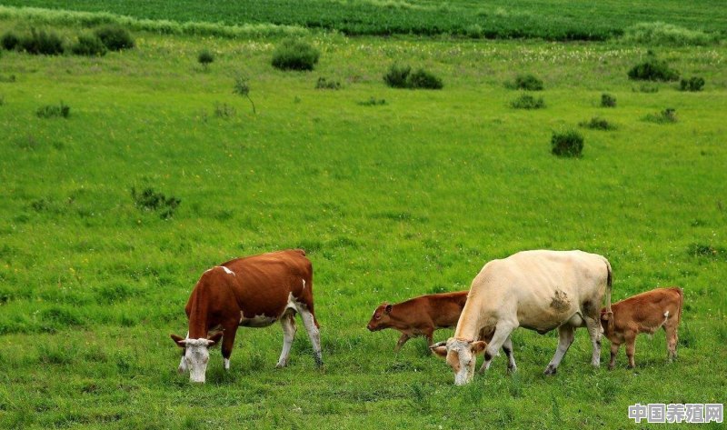 山区养牛是散养好还是圈养好？各有哪些优缺点 - 中国养殖网