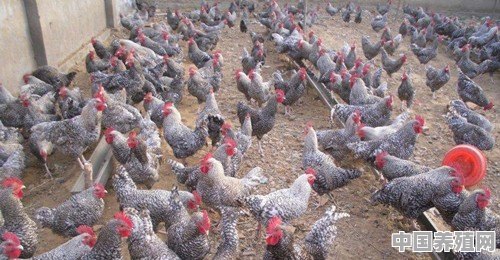 芦花鸡怎么养 - 中国养殖网
