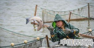 咸淡水鱼塘能养什么 - 中国养殖网