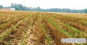秸秆利用给农民就业带来多大的作用 - 中国养殖网