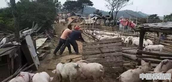 在使用性质为耕地的土地上养殖牛羊合法吗 - 中国养殖网