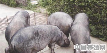 现在养什么品种的猪好 - 中国养殖网