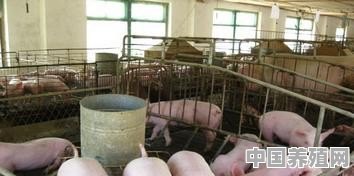 现在养什么品种的猪好 - 中国养殖网