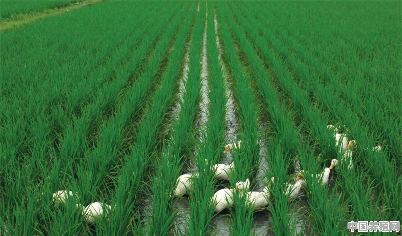 稻田养鸭，应注意哪些技术细节 - 中国养殖网