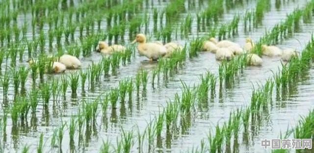 稻田养鸭，应注意哪些技术细节 - 中国养殖网