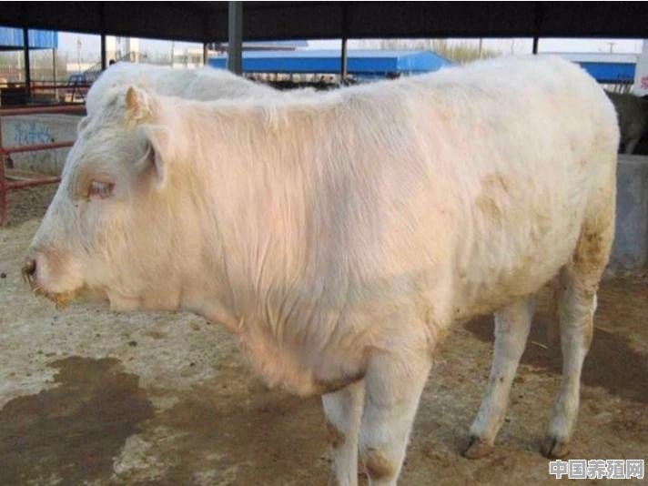 夏洛莱牛生长快，体型大，为啥许多养牛户却不愿意养 - 中国养殖网