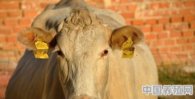 夏洛莱牛生长快，体型大，为啥许多养牛户却不愿意养 - 中国养殖网
