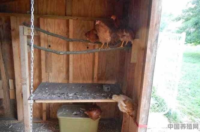 家庭养鸡需要什么条件 - 中国养殖网