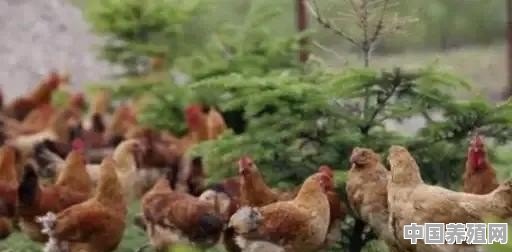 家庭养鸡需要什么条件 - 中国养殖网