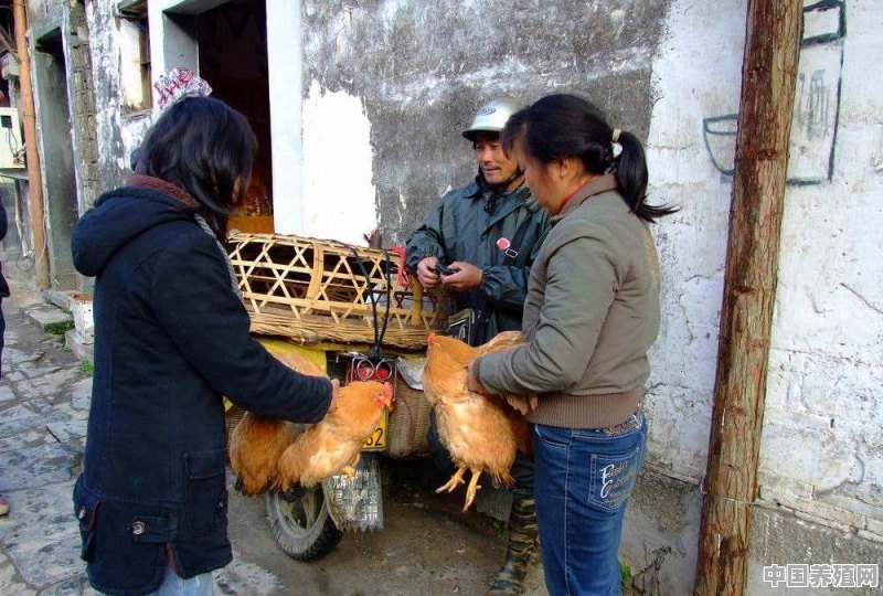 想自己搞养殖鸡鸭鹅，如何销售 - 中国养殖网