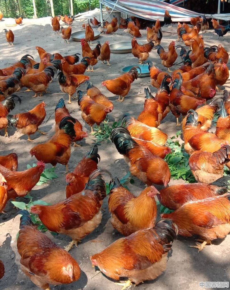 想自己搞养殖鸡鸭鹅，如何销售 - 中国养殖网