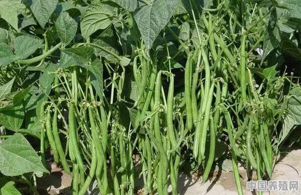 芸豆，是我们喜爱的蔬菜之一，它营养丰富，请问怎样管理才能获得高产 - 中国养殖网