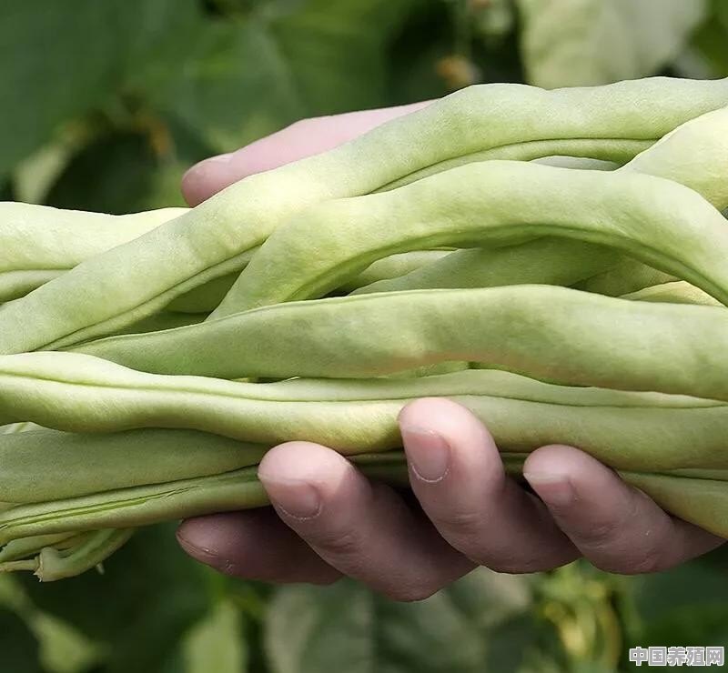 芸豆，是我们喜爱的蔬菜之一，它营养丰富，请问怎样管理才能获得高产 - 中国养殖网