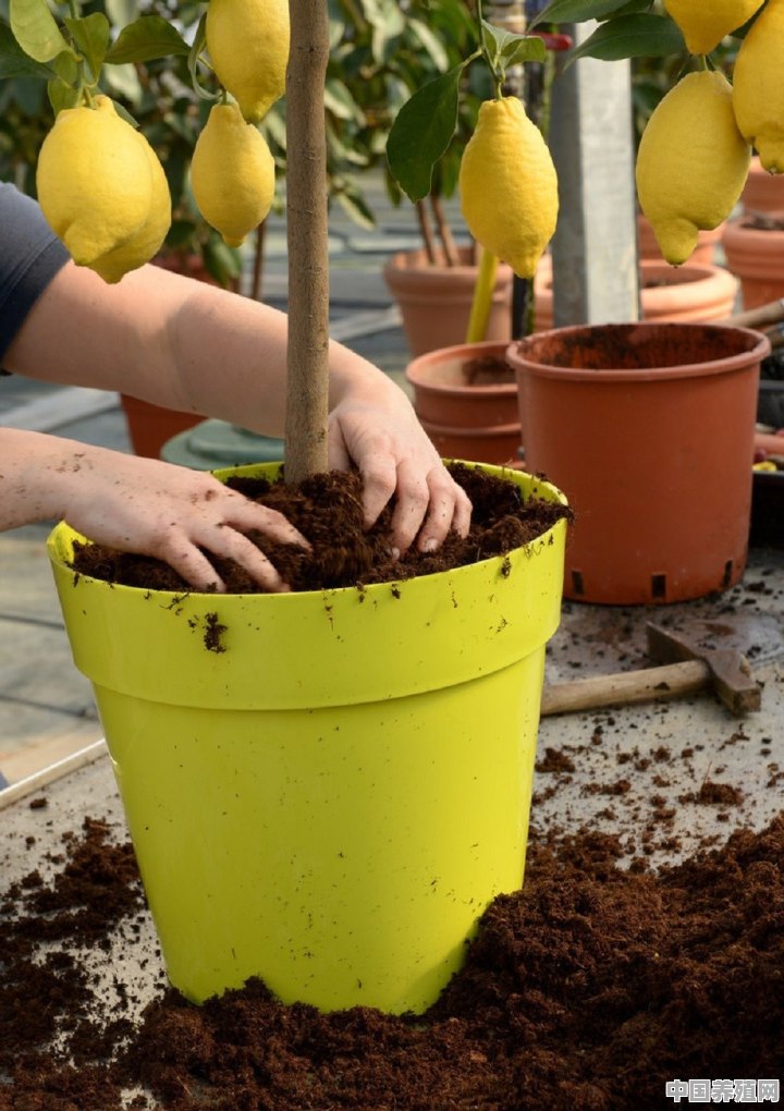 柠檬树盆栽用什么土 - 中国养殖网