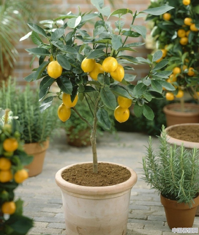 柠檬树盆栽用什么土 - 中国养殖网