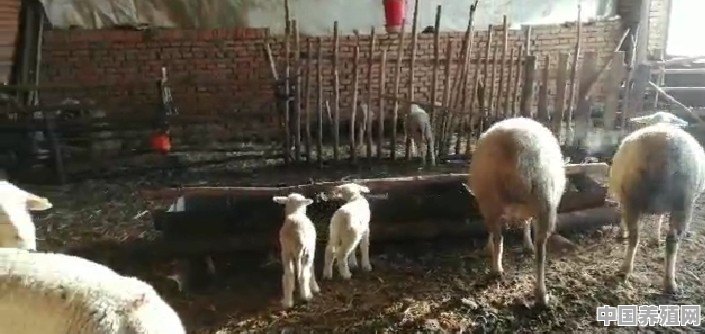 怀孕母羊，该如何正确保胎呢 - 中国养殖网