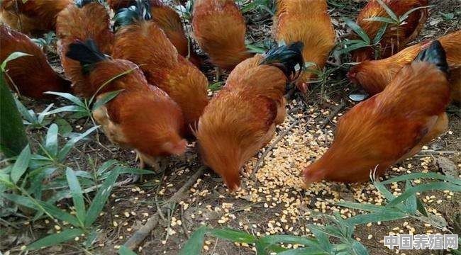 养鸡回收一条龙靠谱吗 - 中国养殖网
