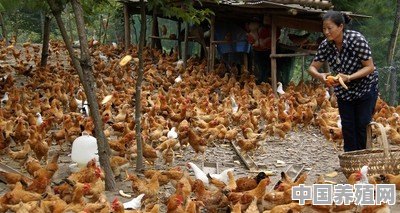 怎样提高在果园散养土鸡的成活率 - 中国养殖网