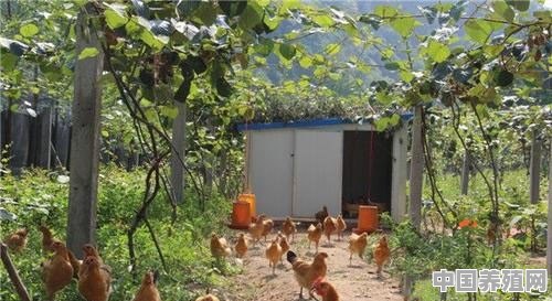 怎样提高在果园散养土鸡的成活率 - 中国养殖网