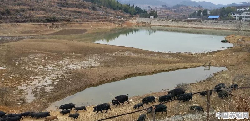 半山区养土牛怎么养最好 - 中国养殖网