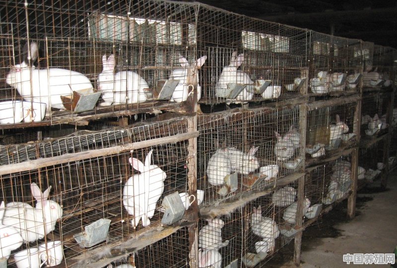 现在养兔能挣钱吗 - 中国养殖网