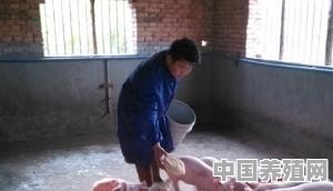 玉米喂猪喂生的好还是煮熟的好 - 中国养殖网