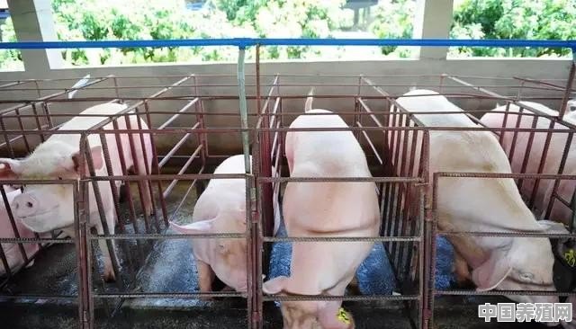 什么是免疫接种？在农村养猪为什么要对猪进行免疫接种 - 中国养殖网