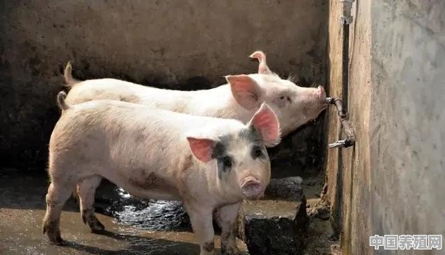 什么是免疫接种？在农村养猪为什么要对猪进行免疫接种 - 中国养殖网