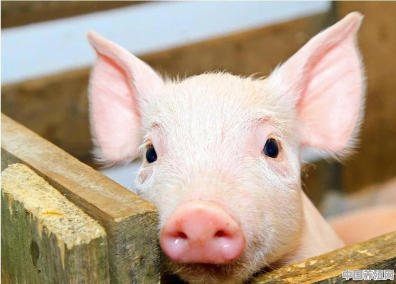 京东宣布进军养猪业，推出猪脸识别能评测猪是否有病、吃了多少料 - 中国养殖网