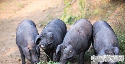 养殖黑猪有销路吗 - 中国养殖网