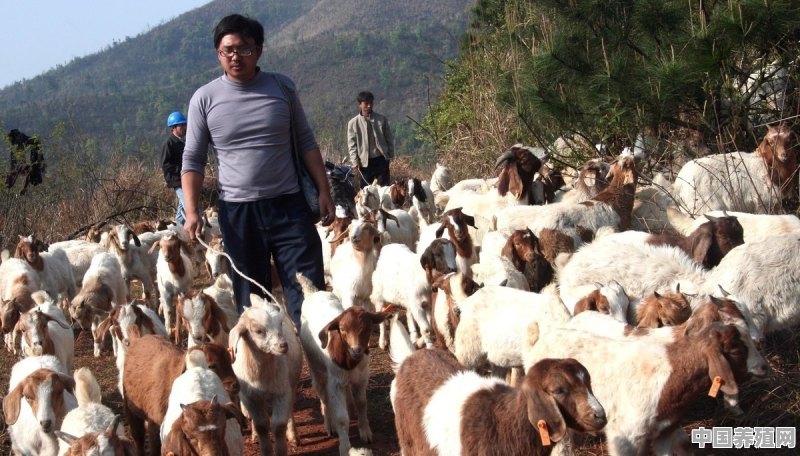 肉羊采用放牧，生产成本最低，利润最高，一年四季怎样放牧呢 - 中国养殖网