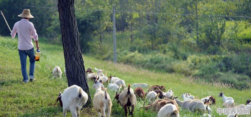 肉羊采用放牧，生产成本最低，利润最高，一年四季怎样放牧呢 - 中国养殖网