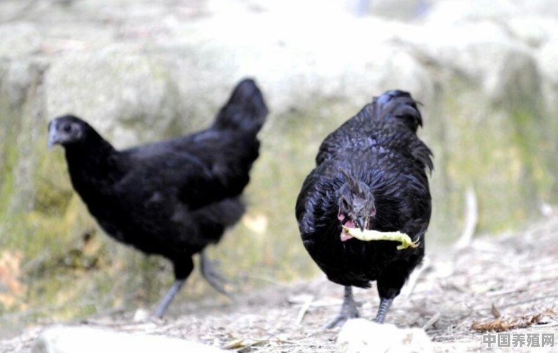 养1500只五黑鸡要做哪些准备工作 - 中国养殖网