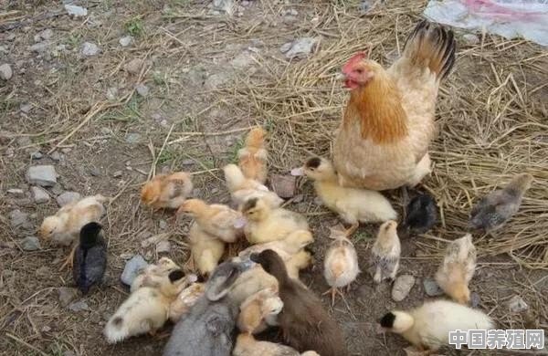 在果园里养殖土鸡，怎么防止老鹰抓鸡？鸡快出栏了，却还有损失，该怎么办 - 中国养殖网