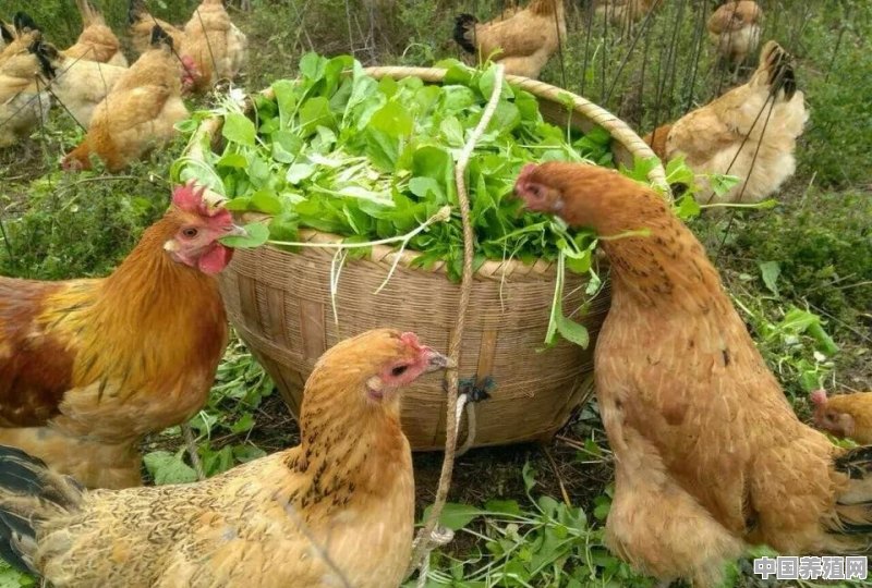 养土鸡怎么预算成本与利润 - 中国养殖网
