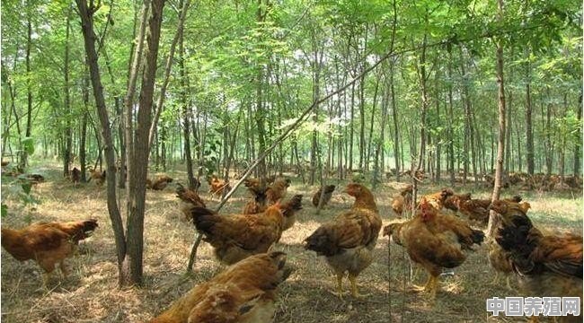 养土鸡怎么预算成本与利润 - 中国养殖网