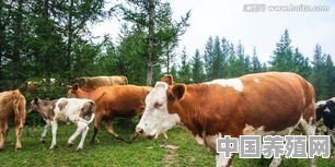 我是新手养牛，想养几头自繁自养母牛。该怎样操作 - 中国养殖网