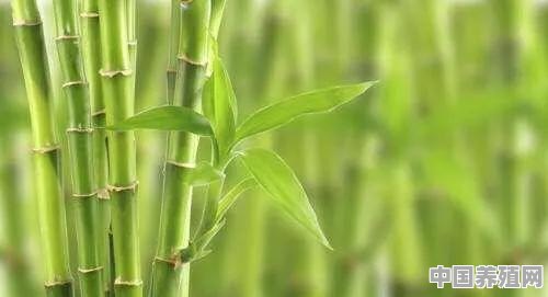 竹子代表长寿 - 中国养殖网