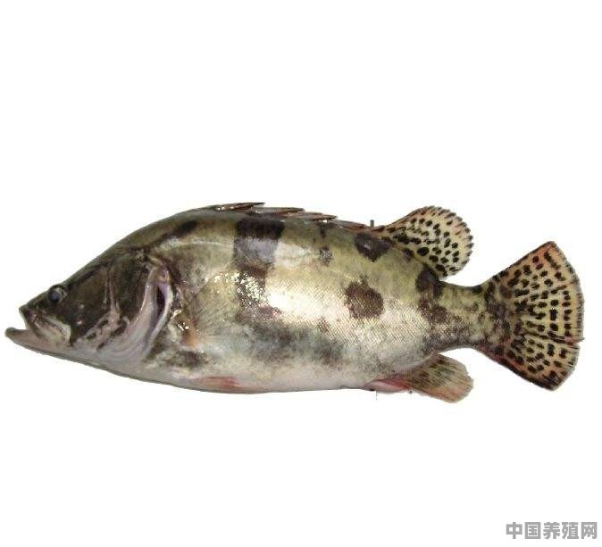 如何区分野生桂鱼和养殖桂鱼 - 中国养殖网