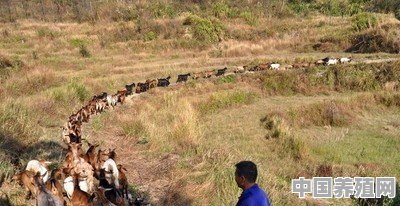 关于山羊养殖技术，重点需要学习哪几个方面 - 中国养殖网