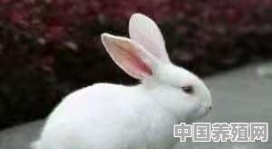 比利时兔和花巨兔哪个利润大，为什么 - 中国养殖网