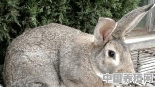 比利时兔和花巨兔哪个利润大，为什么 - 中国养殖网