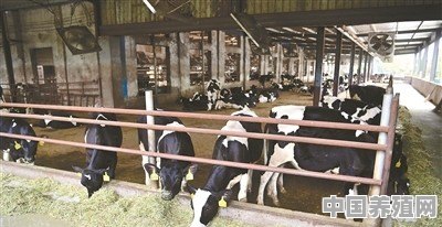 牛羊吃什么长的快又肥 - 中国养殖网
