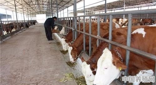 牛羊吃什么长的快又肥 - 中国养殖网