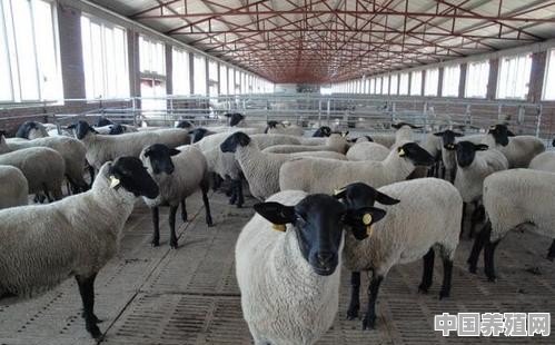 萨福克母羊的繁殖能力怎么样 - 中国养殖网