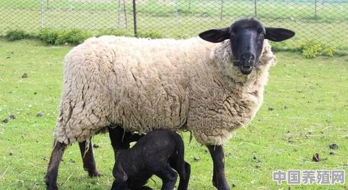 萨福克母羊的繁殖能力怎么样 - 中国养殖网
